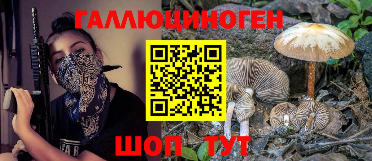 где купить наркоту  Вход с VPN  Бердск  Галлюциногенные грибы Psilocybe 